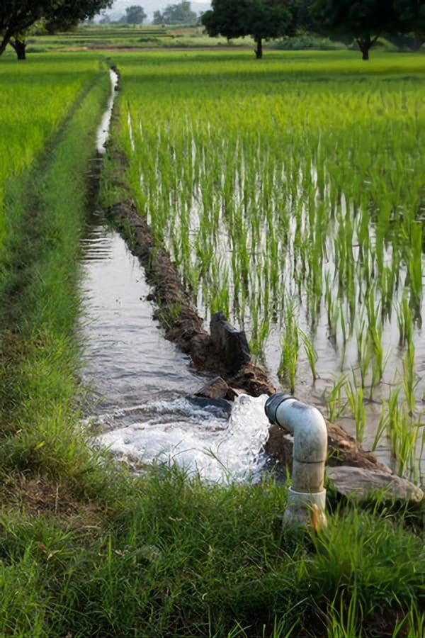 Pumped Water Irrigating rice paddy fields. Andhra Pradesh, India-min